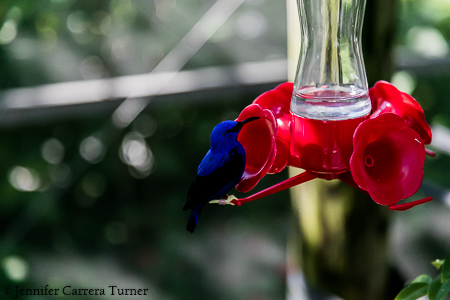 nature-garden-photography-10