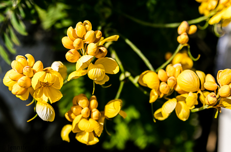 nature-garden-photography-12