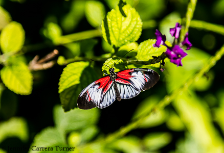 nature-garden-photography-14