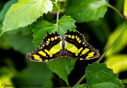 nature-garden-photography-16