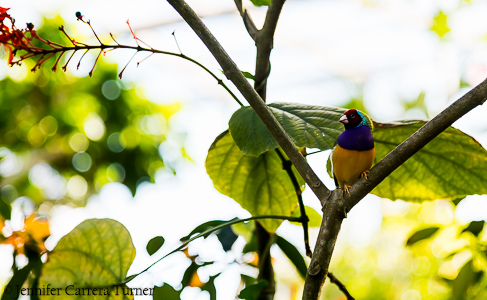 nature-garden-photography-18