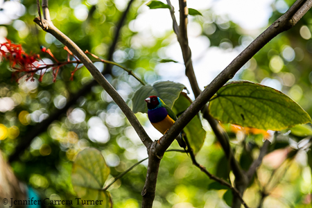 nature-garden-photography-19