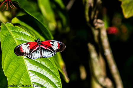 nature-garden-photography-20