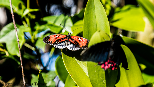 nature-garden-photography-21