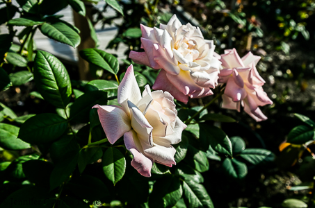 nature-garden-photography-23
