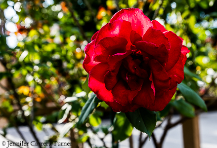 nature-garden-photography-24