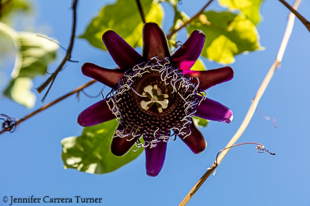 nature-garden-photography-3