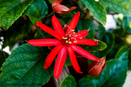 nature-garden-photography-4