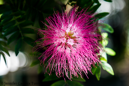 nature-garden-photography-5