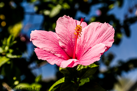 nature-garden-photography-6