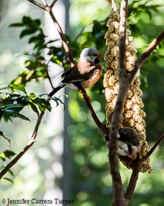 nature-garden-photography-7