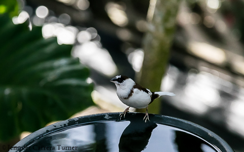 nature-garden-photography-8