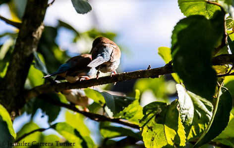 nature-garden-photography-9